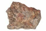 Permian Eryops Fossil Scapula Bone - Texas #218719-1
